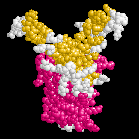 IHF aus E. coli