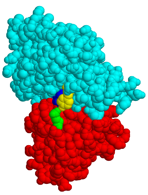 MBP/Maltotriose