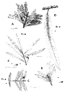 line drawing
