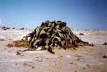 Welwitschia mirabilis in the wild