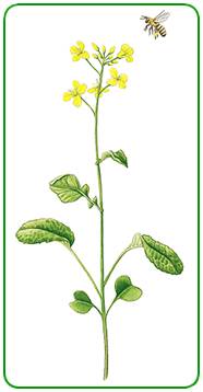 Basic Fast Plant