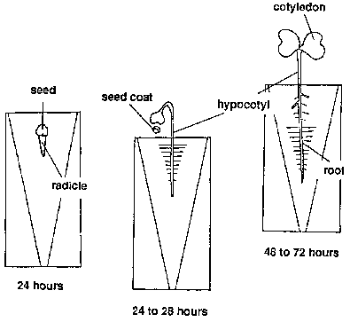 Lifecycle days 1-3