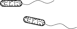 Organisms