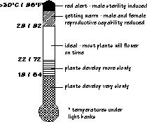 Thermometer
