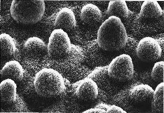 Abb. 4: REM-Aufnahme der Blattoberflche von Nelumbo nucifera